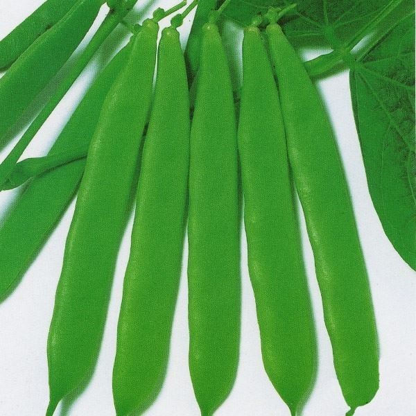 種 野菜たね マメ インゲン 平莢プラス 1袋（25ml）
