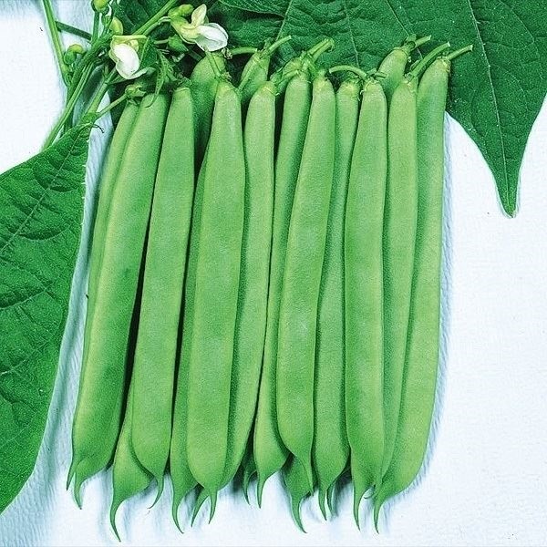 種 野菜たね マメ インゲン 平莢豊作インゲン 1袋（30ml）