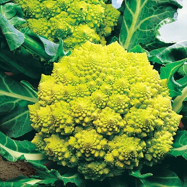 種 野菜たね カリフラワー ロマネスコ ナタリーノ 1袋（0.5ml）