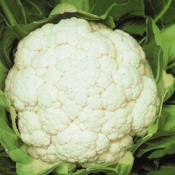 種 野菜たね カリフラワー F1ホワイトマン 1袋（0.5ml）
