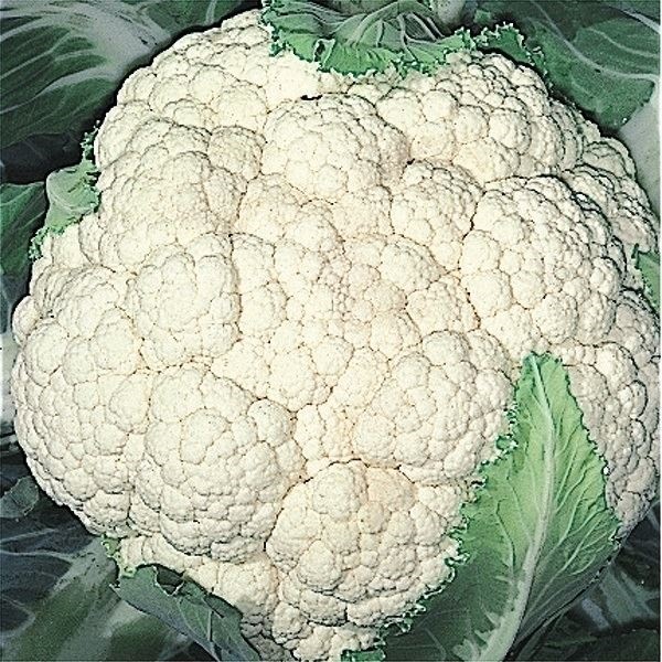 種 野菜たね カリフラワー 野崎早生花野菜 1袋（1ml）