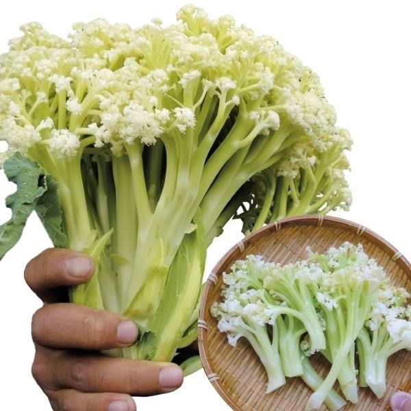 種 野菜たね カリフラワー F1カリスマート60 1袋（0.2ml）