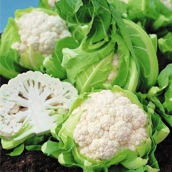 種 野菜たね カリフラワー スノウボール 1袋（0.5ml）
