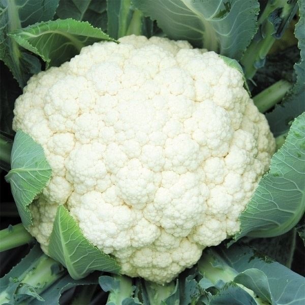 種 野菜たね カリフラワー F1白将軍 1袋（0.5ml）