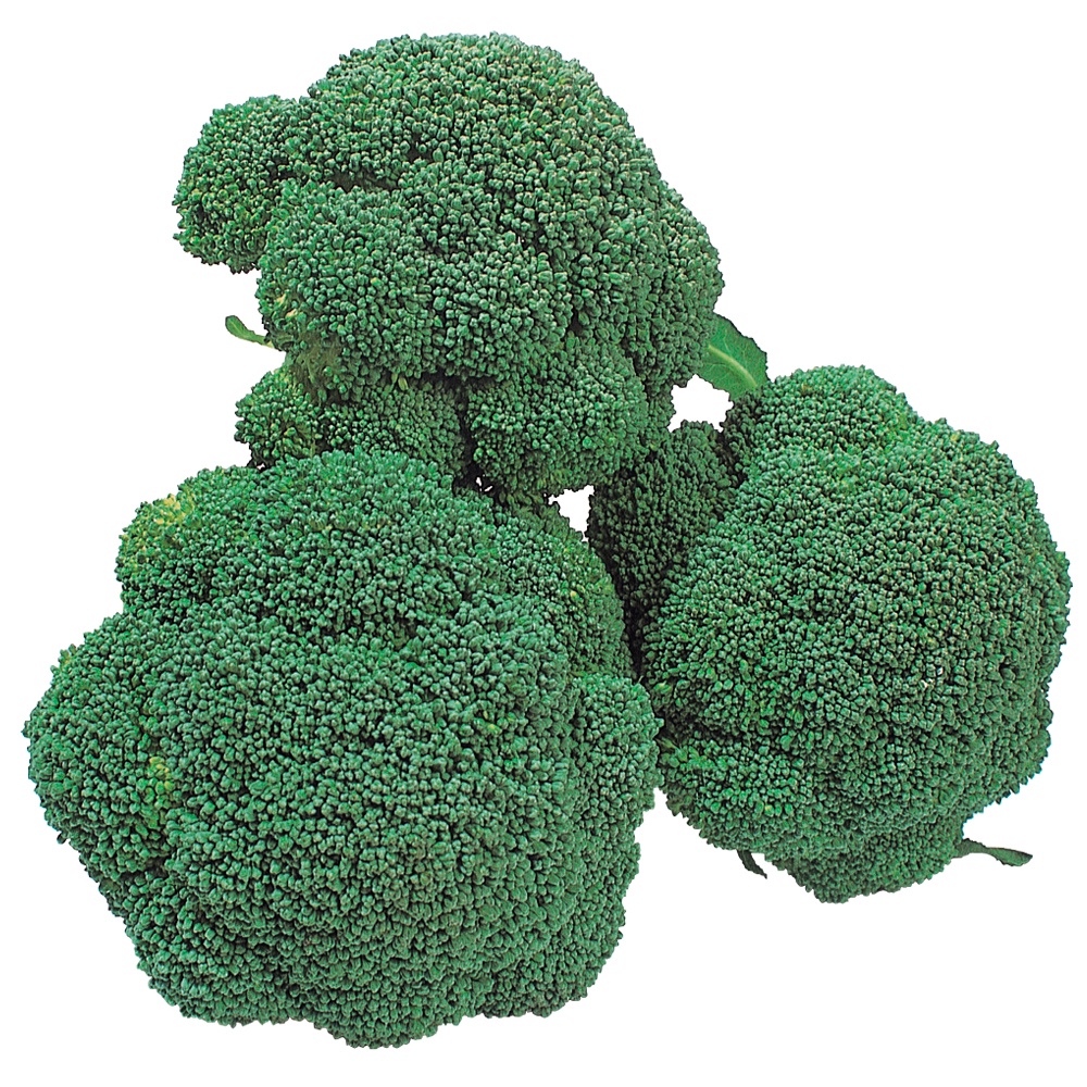種 野菜たね ブロッコリー F1ホームブロッコリー 1袋（0.5ml）