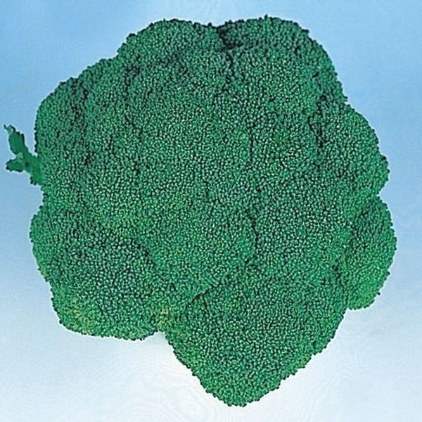 種 野菜たね ブロッコリー （ドシコ） 1袋（1ml）