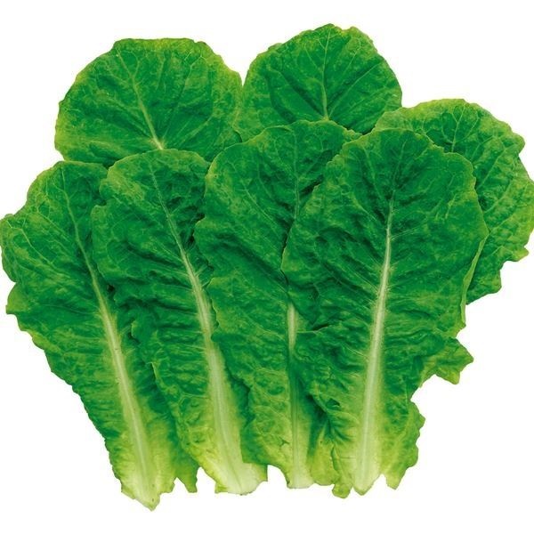 種 野菜たね サラダ野菜 青チマサンチュ 1袋（3ml）