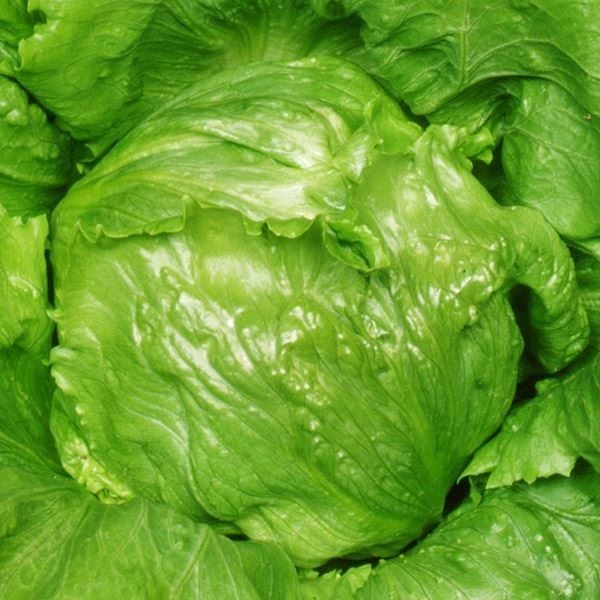 種 野菜たね レタス うま玉レタス 1袋（3ml）