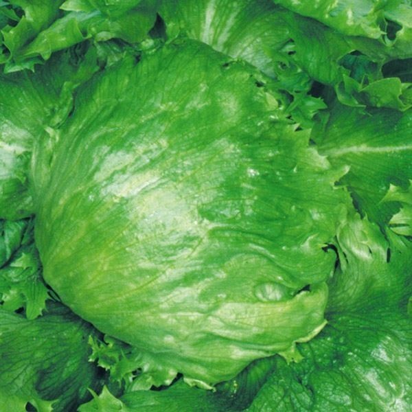 種 野菜たね レタス レタスピーク 1袋（3ml）