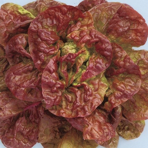 種 野菜たね レタス 赤丸サラダ菜 1袋（1ml）