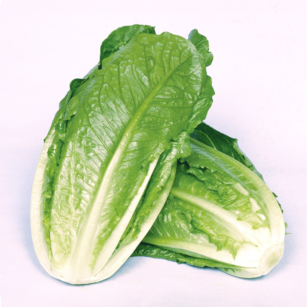 種 野菜たね レタス コスレタス 1袋（1.5ml）