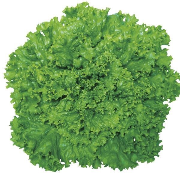 種 野菜たね レタス グリーンリーフ 1袋（1ml）