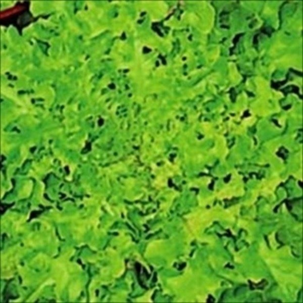 種 野菜たね レタス オークリーフ 1袋（2ml）