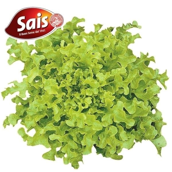 種 野菜たね レタス サラダボール 1袋（2ml）