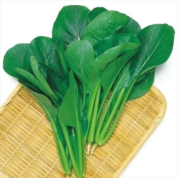 種 野菜たね 菜類 F1丸葉小松菜 1袋（6ml）