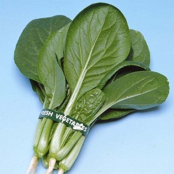 種 野菜たね 菜類 丸葉小松菜 1袋（10ml）