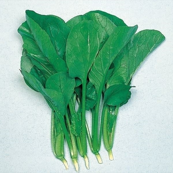 種 野菜たね 菜類 新黒葉小松菜 1袋（10ml）