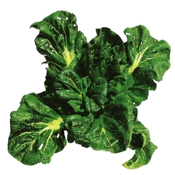 種 野菜たね 菜類 三池縮緬大葉高菜 1袋（7ml）