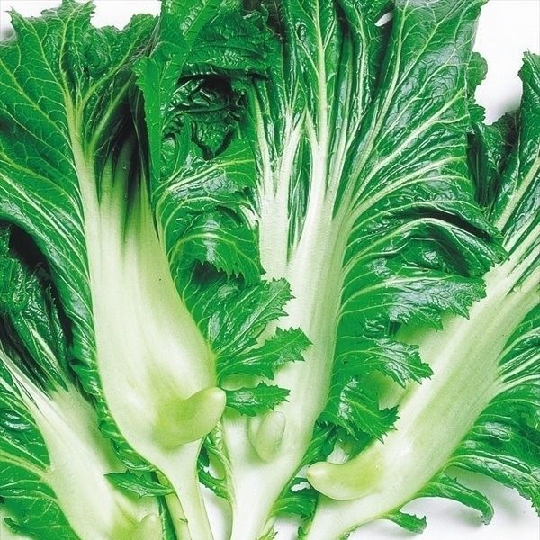 種 野菜たね 菜類 こぶ高菜 1袋（8ml）