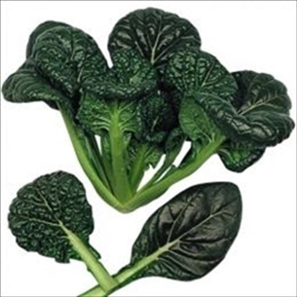 種 野菜たね 菜類 ちぢみ菜 1袋（5ml）