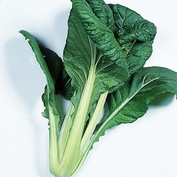 種 野菜たね 菜類 ビタミン菜 1袋（5ml）