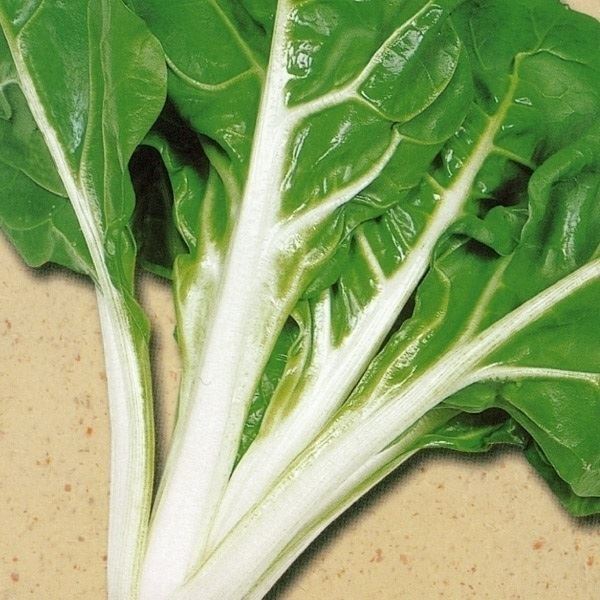 種 野菜たね 菜類 ふだん草 1袋（10ml）