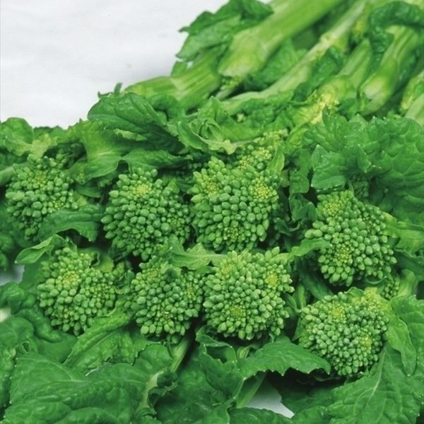 種 野菜たね 菜類 F1波の華 1袋（2ml）