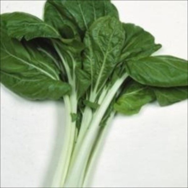 種 野菜たね 菜類 雪白体菜 （杓子菜） 1袋（8ml）