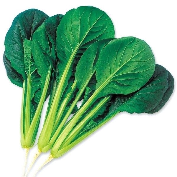 種 野菜たね 菜類 F1ボリューム小松菜 1袋（4ml）