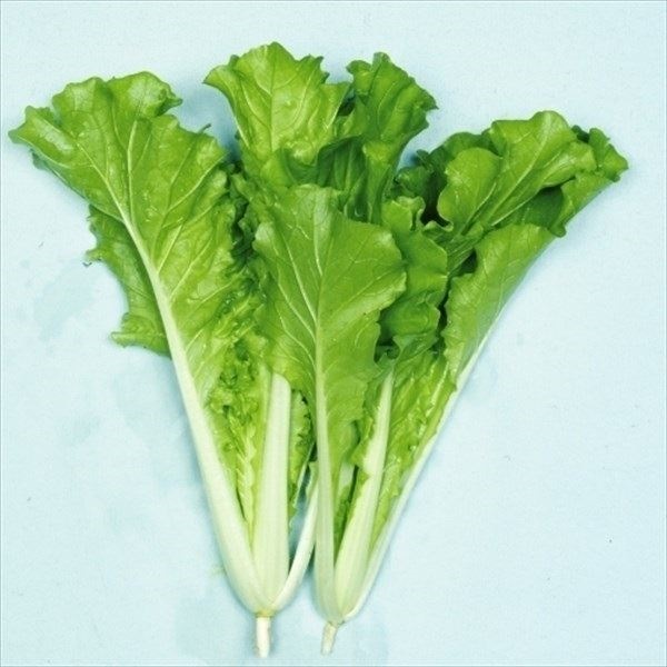 種 野菜たね 菜類 東京べかな 1袋（10ml）