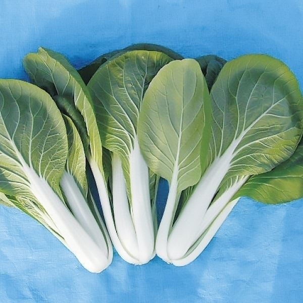 種 野菜たね 菜類 F1やわらかしろな 1袋（8ml）