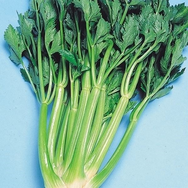種 野菜たね 菜類 スーパーセルリー 1袋（2ml）