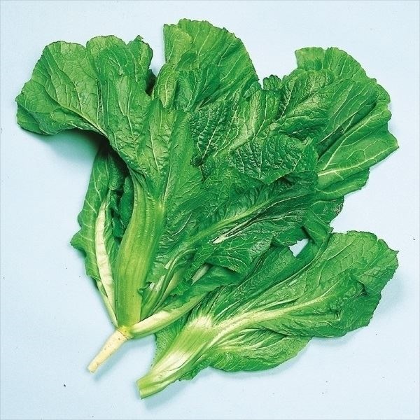 種 野菜たね 菜類 清国青菜 1袋（10ml）