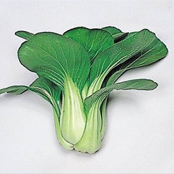 種 野菜たね 中国野菜 F1チンゲンサイ 1袋（8ml）