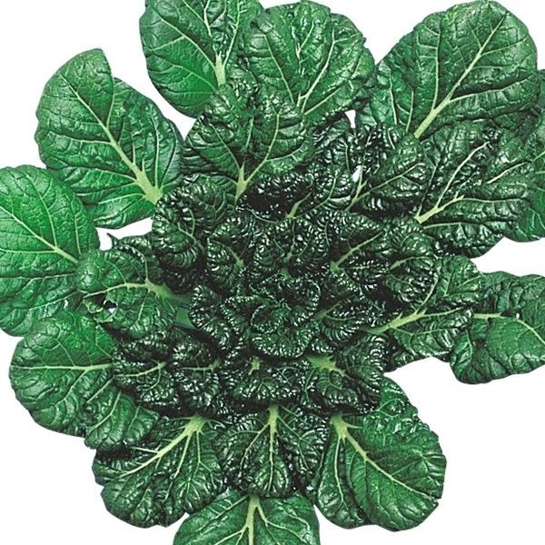 種 野菜たね 中国野菜 タアサイ 1袋（8ml）