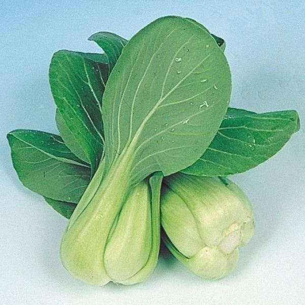 種 野菜たね 中国野菜 チンゲンサイ 1袋（10ml）