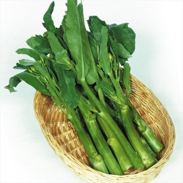 種 野菜たね 中国野菜 カイラン 1袋（5ml）