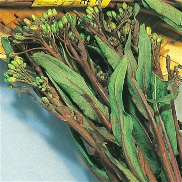 種 野菜たね 中国野菜 コウサイタイ 1袋（8ml）