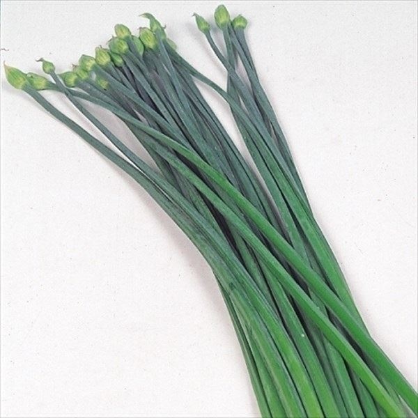 種 野菜たね 中国野菜 花ニラ 1袋（2ml）