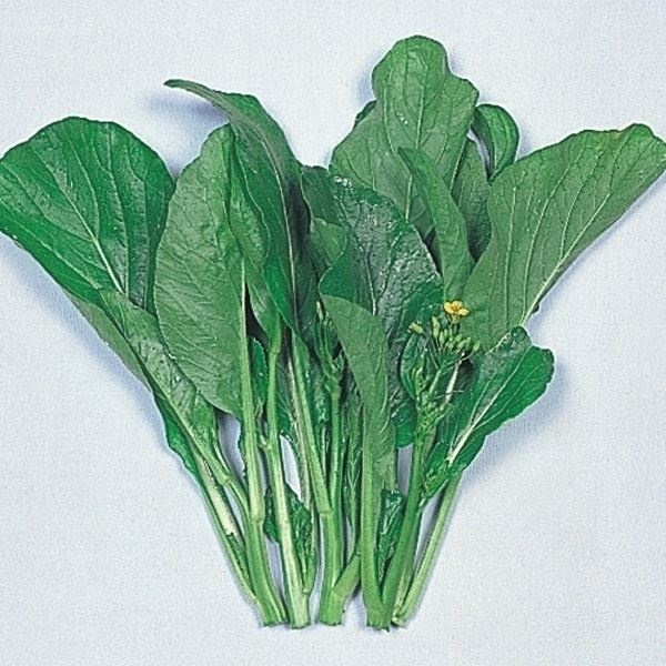 種 野菜たね 中国野菜 サイシン 1袋（5ml）