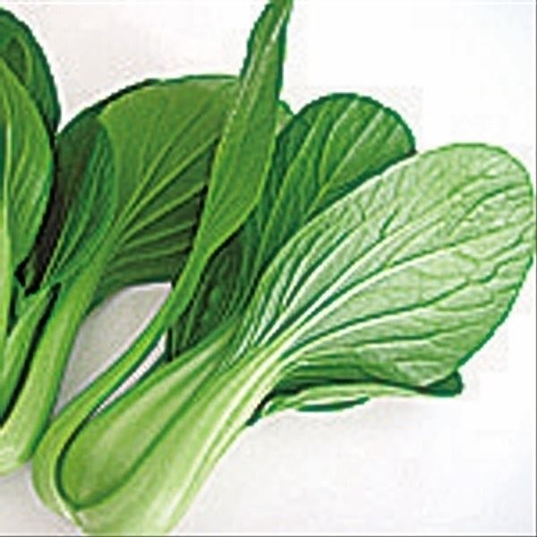種 野菜たね 中国野菜 晩抽チンゲンサイ 1袋（8ml）
