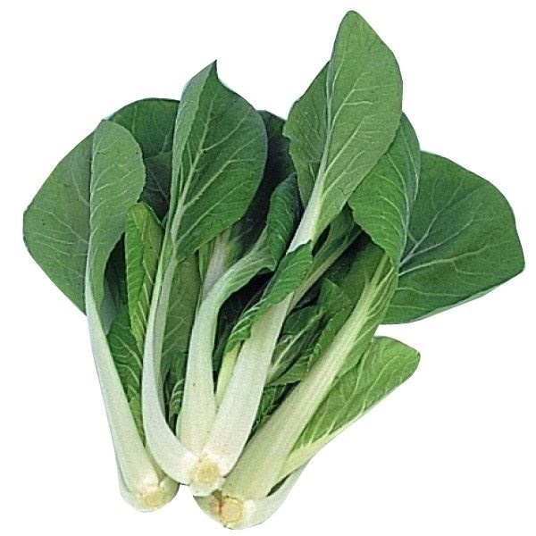 種 野菜たね 中国野菜 パクチョイ （白軸チンゲンサイ） 1袋（8ml）
