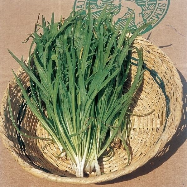 種 野菜たね ヨーロッパ野菜 菜類 エルバステラ 1袋（2ml）