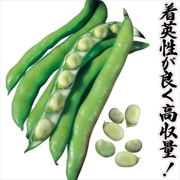 種 野菜たね ヨーロッパ野菜 ソラマメ イタリアンファーべ 1袋（25ml）