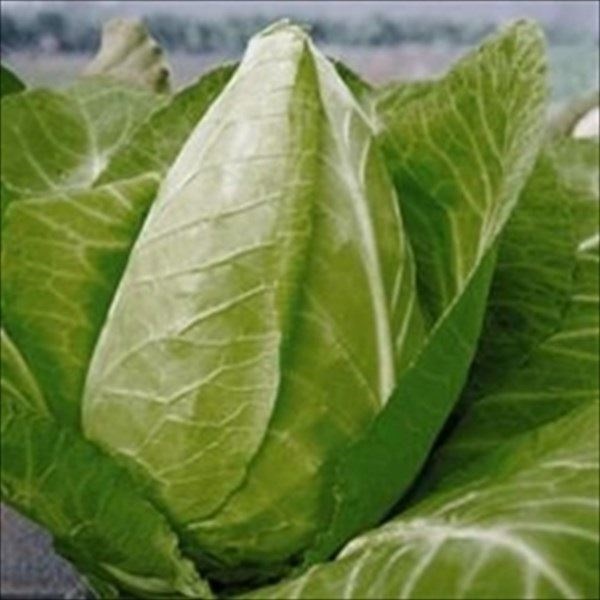 種 野菜たね ヨーロッパ野菜 キャベツ コーンシェープキャベツ 1袋（2ml）