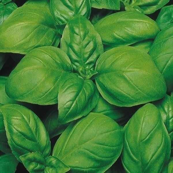 種 野菜たね ハーブ バジル スペルボ ジェノベーゼ 1袋（1.5ml）