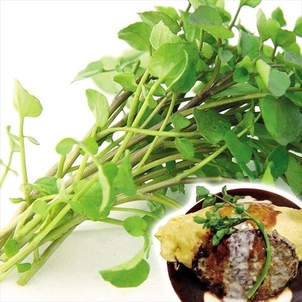 種 野菜たね ハーブ クレソン 1袋（0.3ml）