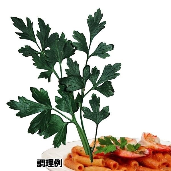 種 野菜たね ハーブ イタリアンパセリ 1袋（1ml）