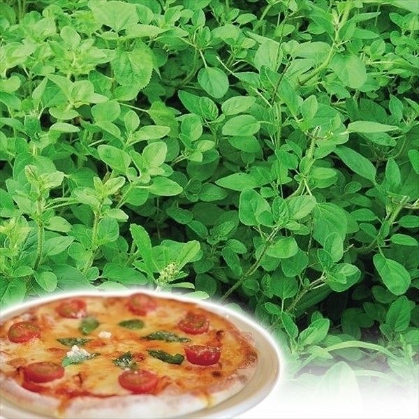 種 野菜たね ハーブ オレガノ 1袋（0.2ml）