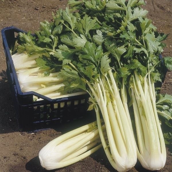 種 野菜たね ヨーロッパ野菜 菜類 ゴールデンセロリ 1袋（3ml）